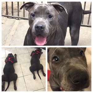 Safe Pit Bull in Westminster, CA
