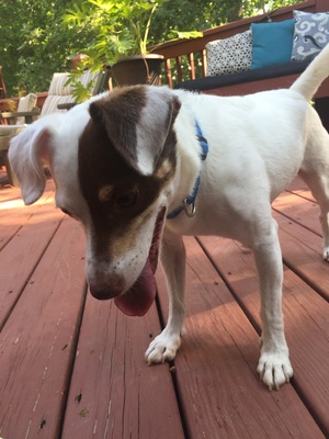 Safe Jack Russell Terrier in Glen Allen, VA