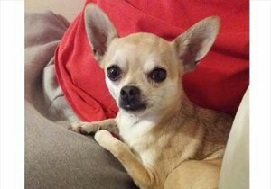 Safe Chihuahua in Fredericksburg, VA