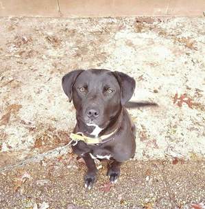 Safe Labrador Retriever in Greenback, TN