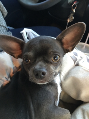 Safe Chihuahua in San Tan Valley, AZ