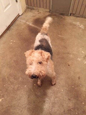 Safe Airedale Terrier in White Hall, MD