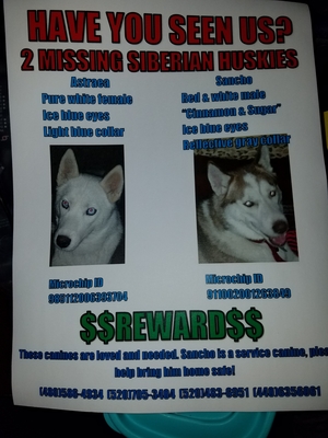 Safe Siberian Husky in Casa Grande, AZ