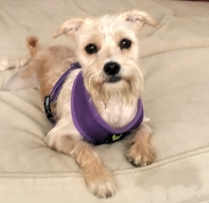 Safe Cairn Terrier in Los Angeles, CA