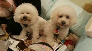 Safe Bichon Frise in Rowland Heights, CA