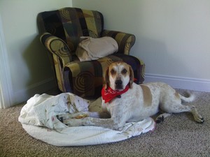 Safe Redbone Coonhound in Waynesboro, PA