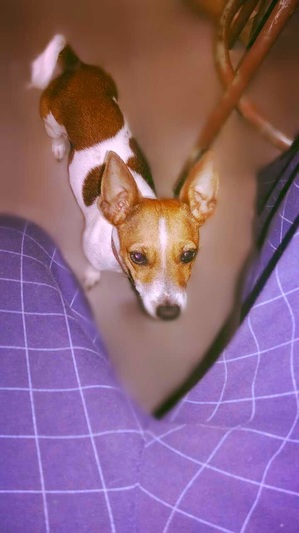 Safe Jack Russell Terrier in Paso Robles, CA