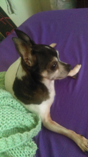 Safe Chihuahua in Clementon, NJ