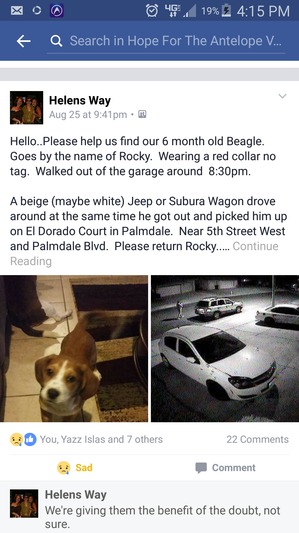 Safe Beagle in Palmdale, CA