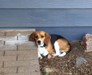 Safe Beagle in Commerce City, CO