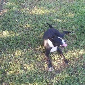Safe American Staffordshire Terrier in Wilmington, NC