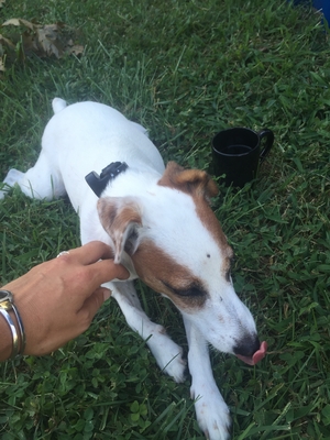 Safe Jack Russell Terrier in Milton, DE