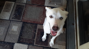 Safe German Shepherd Dog in Corpus Christi, TX