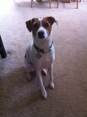 Safe Jack Russell Terrier in Fond du Lac, WI