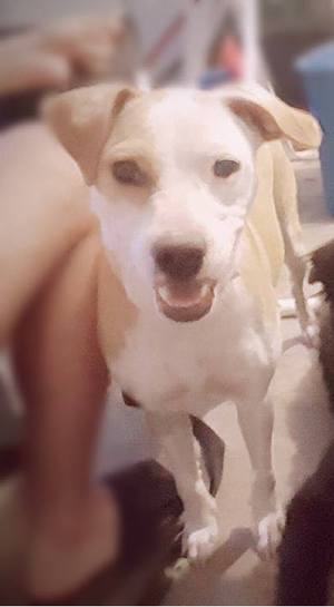 Safe Jack Russell Terrier in Houston, TX