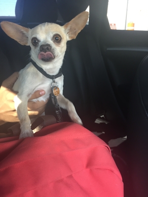 Safe Chihuahua in Perris, CA US