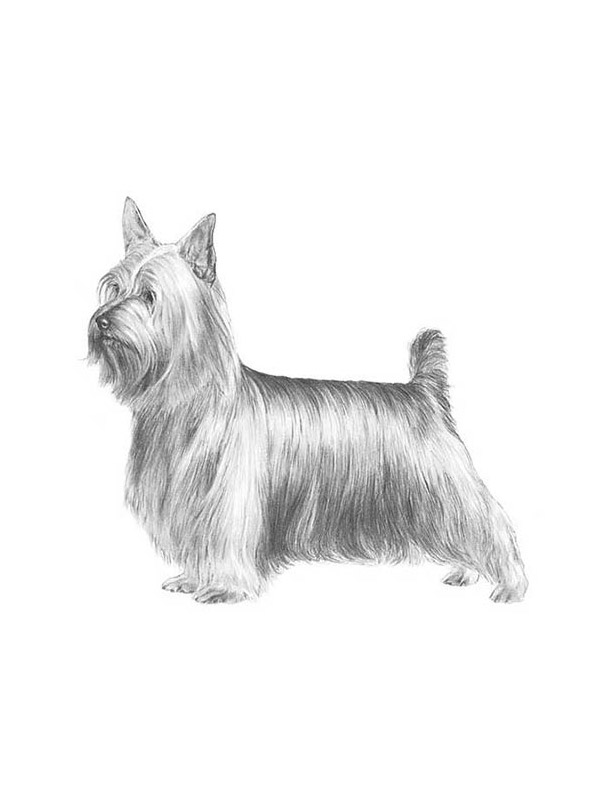 Safe Silky Terrier in Indianapolis, IN
