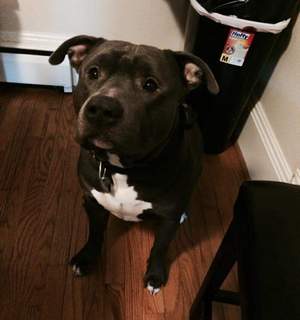 Safe American Staffordshire Terrier in Fulton, MD