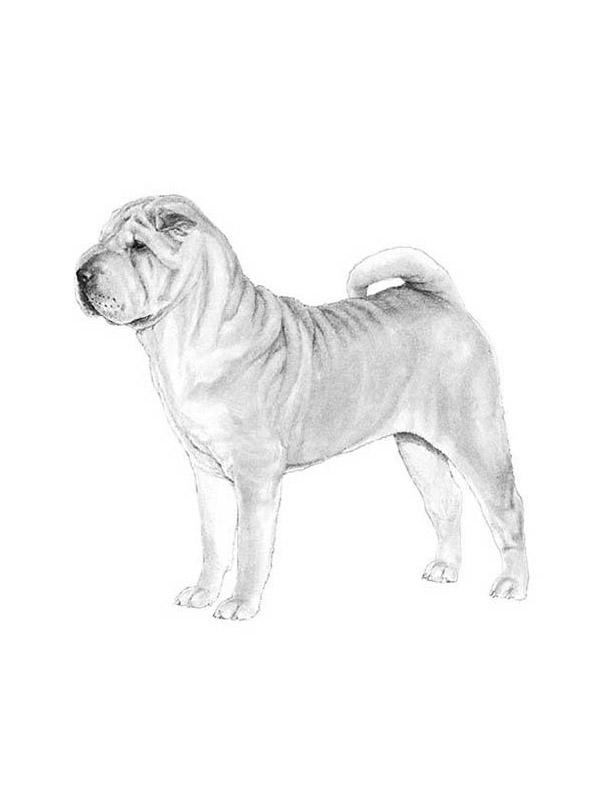 Safe Chinese SharPei in Los Angeles, CA