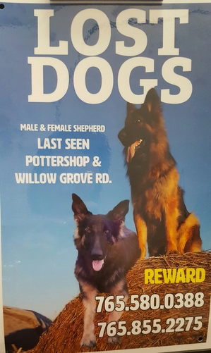 Safe German Shepherd Dog in Brownsville, IN