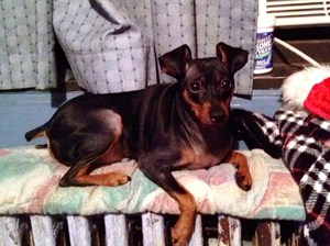 Safe Miniature Pinscher in New York, NY