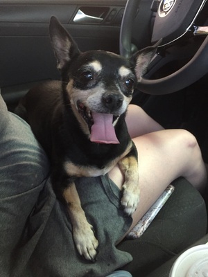 Safe Chihuahua in Henderson, NV