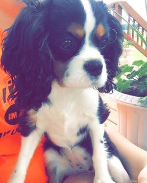 Safe Cavalier King Charles Spaniel in Curtice, OH