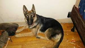 Safe German Shepherd Dog in New Richmond, OH
