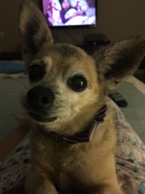 Safe Chihuahua in Fontana, CA