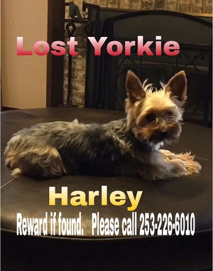 Safe Yorkshire Terrier in Lakewood, WA