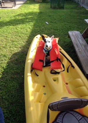 Safe Jack Russell Terrier in Galveston, TX