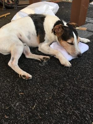 Safe Jack Russell Terrier in Aurora, CO