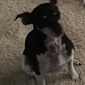 Safe Rat Terrier in Columbus, GA