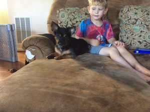Safe Chihuahua in Fredericksburg, VA