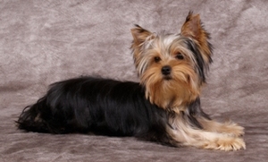 Safe Yorkshire Terrier in Tolleson, AZ