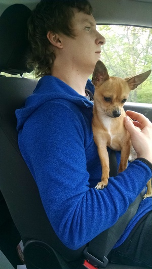 Safe Chihuahua in Reynoldsburg, OH
