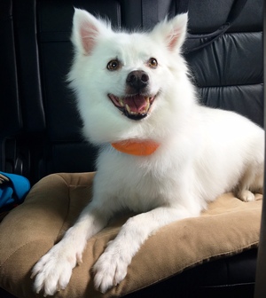 Safe American Eskimo Dog in Mount Airy, MD