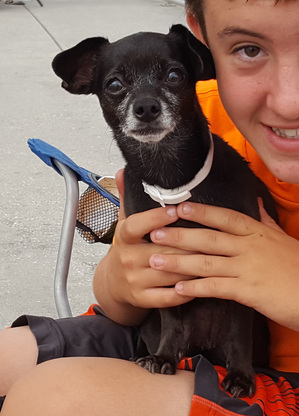 Safe Chihuahua in Port Charlotte, FL