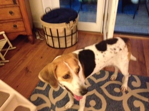 Safe Beagle in Portsmouth, VA