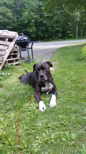 Safe American Staffordshire Terrier in Otis, MA