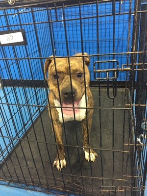 Safe Pit Bull in Columbia, MD