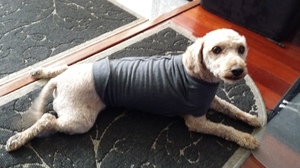 Safe Poodle in Chino Hills, CA
