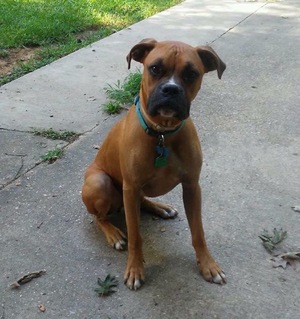 Safe Boxer in Long Beach, MS