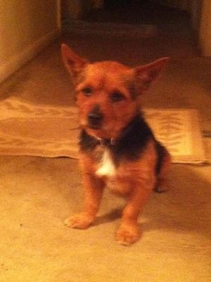 Safe Norwich Terrier in Hollywood, FL