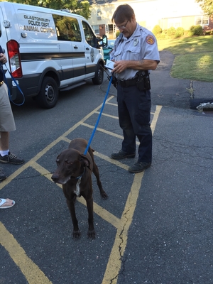 Safe Dog in Glastonbury, CT