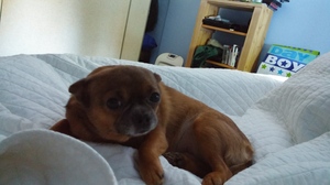 Safe Chihuahua in Stanwood, WA