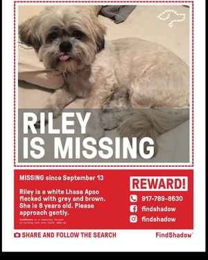 Safe Lhasa Apso in Brooklyn, NY