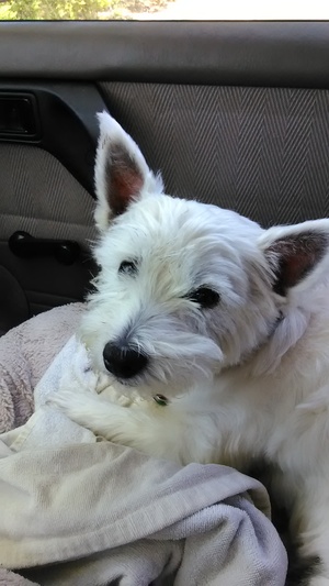 Safe West Highland White Terrier in Thousand Oaks, CA