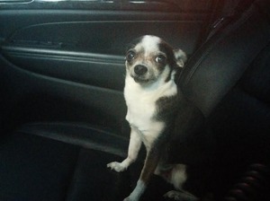 Safe Chihuahua in Henderson, CO
