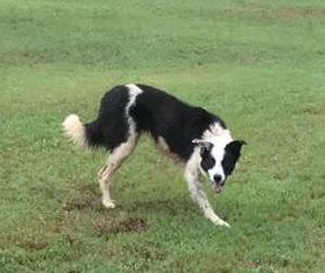 Safe Border Collie in Beebe, AR